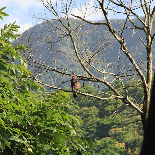 Crested Serpent Eagle